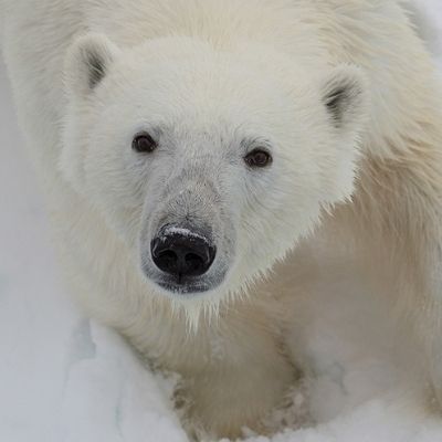 10 Day Introduction to Spitsbergen